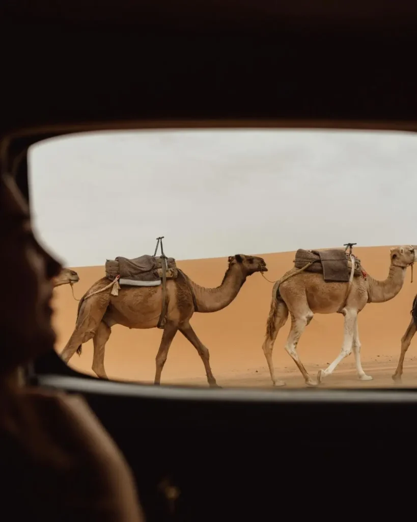 Caravana de camellos atravesando el desierto de Merzouga
