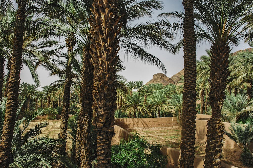 A vibrant palm tree grove in the heart of Zagora, Morocco's desert landscape.
