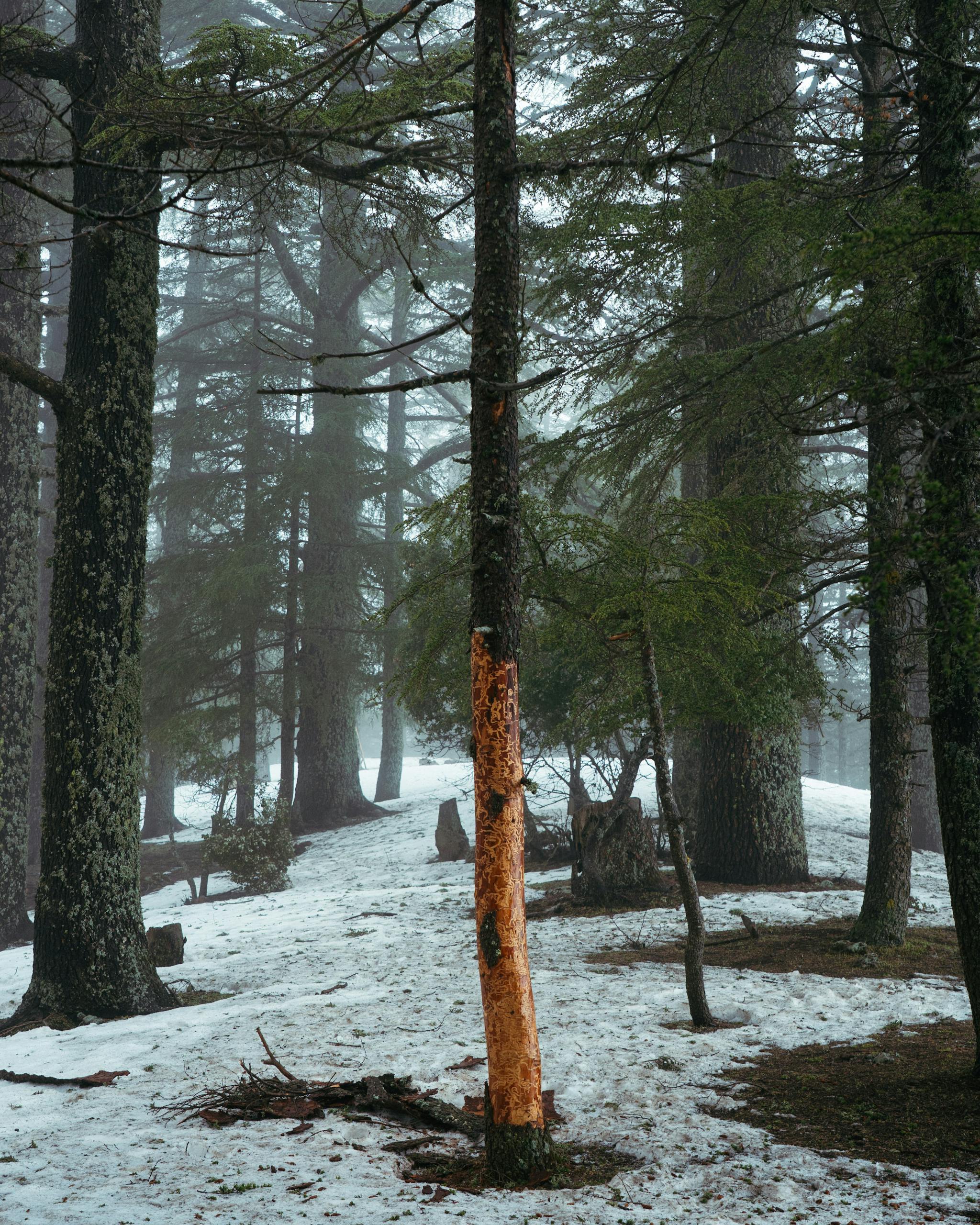 Serene winter forest with snow and mist in Azrou, Morocco, capturing tranquil beauty.